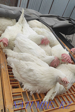 Laying hens  - photo 2