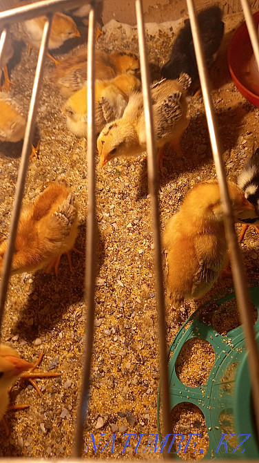 Chickens from domestic hens  - photo 1