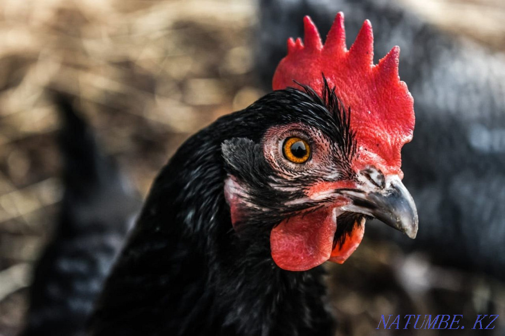On the treatment of black chickens  - photo 1