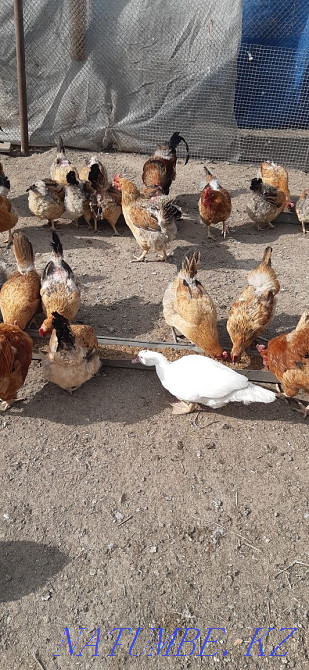 I will sell Kuchin chickens.  - photo 1