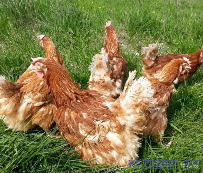 Laying hens, hens, Tauyk  - photo 2