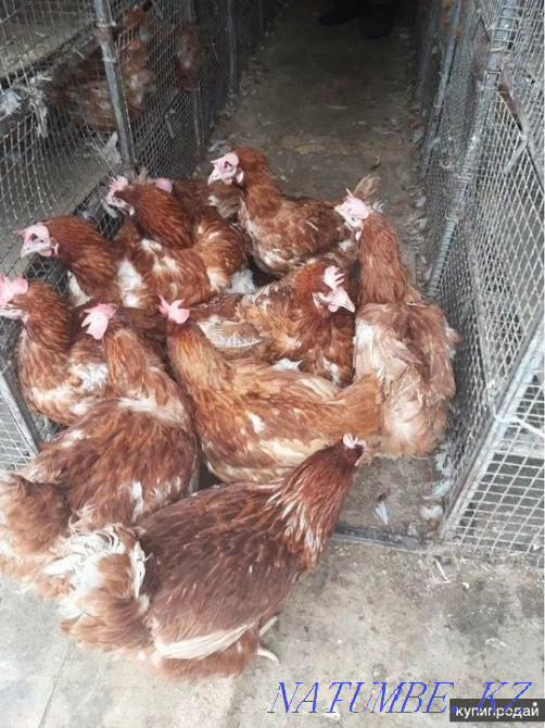 Laying hens, hens, Tauyk  - photo 1