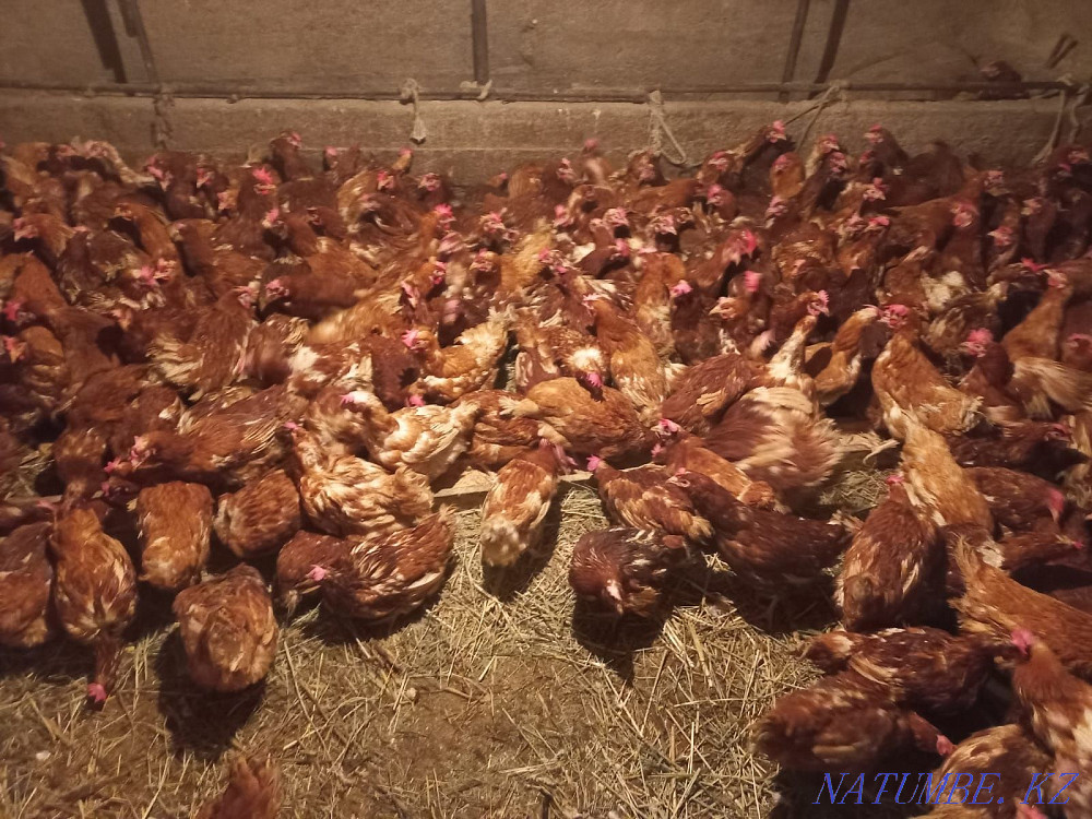 Laying hens, hens, Tauyk  - photo 4