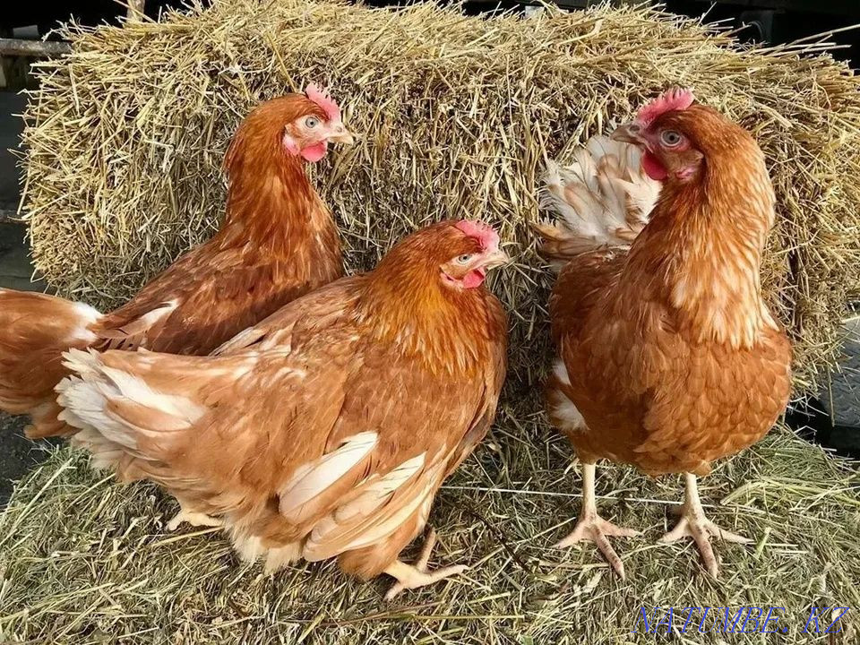 Laying hens, hens, Tauyk  - photo 3