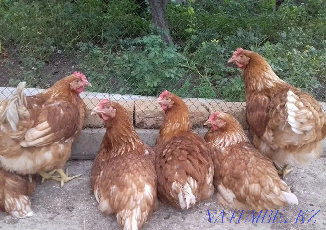 Laying hens Lohman Brown Brown  - photo 2