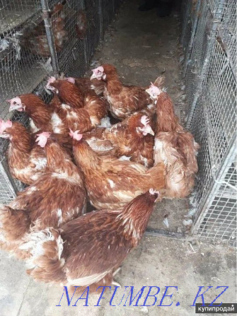 Laying hens Lohman Brown Brown  - photo 4