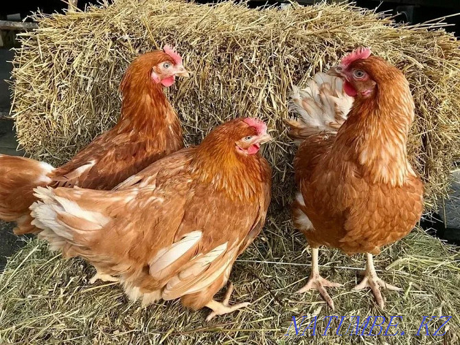 Laying hens Lohman Brown Brown  - photo 1