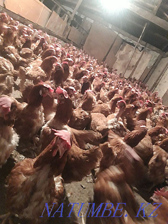 Laying hens breed Lohman brown  - photo 2