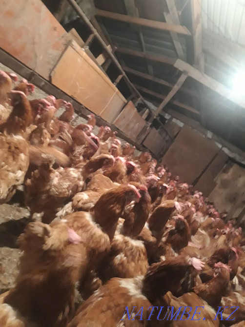 Laying hens breed Lohman brown  - photo 1