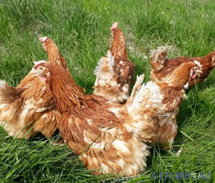 Laying hens breed Lohman brown  - photo 3