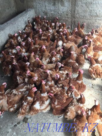 Chickens and bloilers for sale  - photo 2