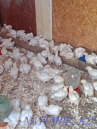 Chickens and bloilers for sale  - photo 1