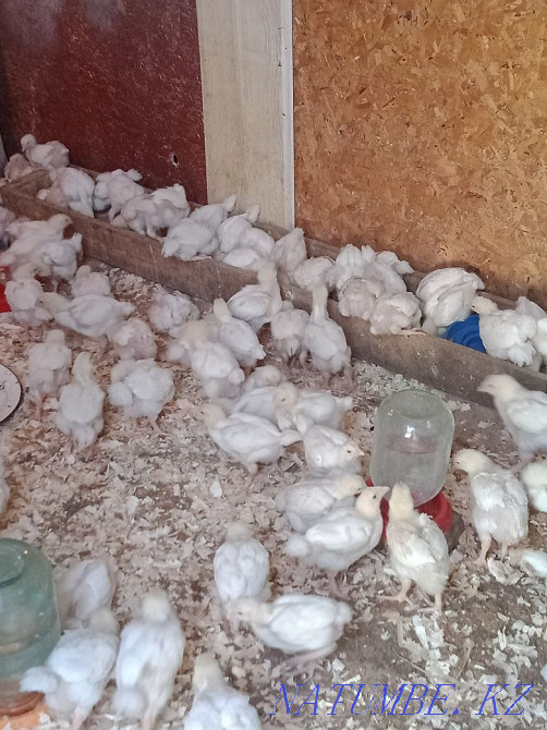 Сатылымдағы тауықтар мен бөтелкелер  - изображение 1