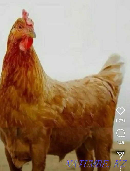 Комбикорм овёс,пшеница,кукуруза,семечки,соль,мел,рыбная мука кур уток  - изображение 1