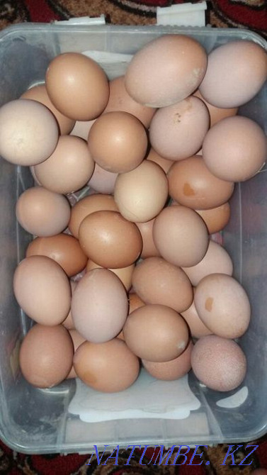 Laying hens Hisex Brown wholesale and retail.  - photo 2