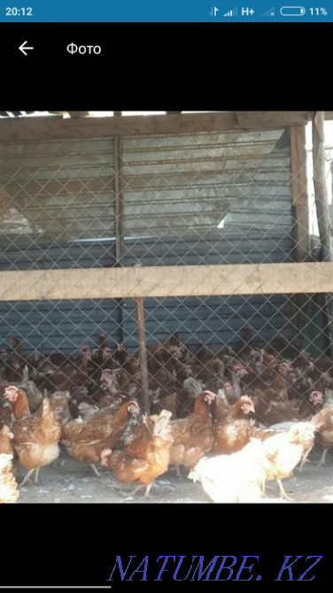 Laying hens Hisex Brown wholesale and retail.  - photo 1