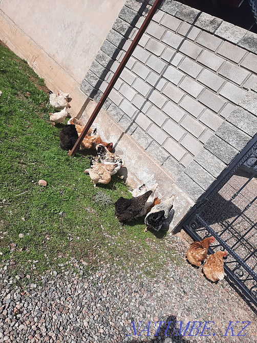 Tauyk satam, I will sell chickens 4000 tenge.  - photo 2