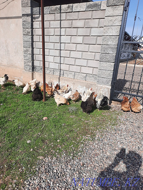 Tauyk satam, I will sell chickens 4000 tenge.  - photo 1