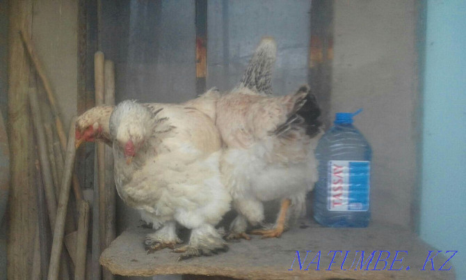 Brahma chickens are pale and light  - photo 3