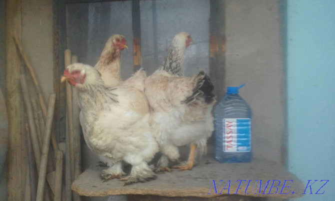 Brahma chickens are pale and light  - photo 4