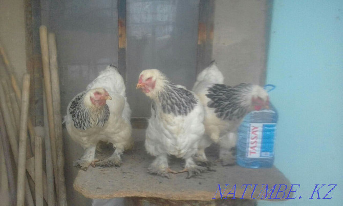 Brahma chickens are pale and light  - photo 2