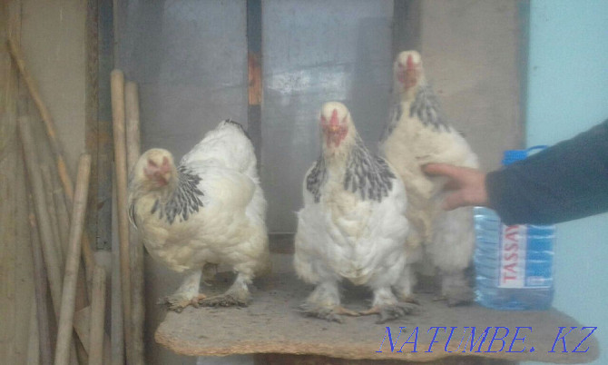 Brahma chickens are pale and light  - photo 1