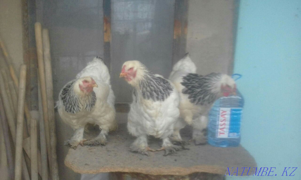 Брахма тауықтары бозғылт және ақшыл  - изображение 2