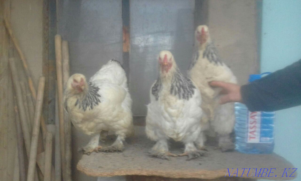 Брахма тауықтары бозғылт және ақшыл  - изображение 1