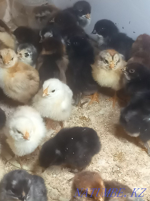 Chickens from domestic hens  - photo 1