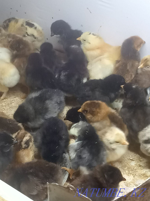 Chickens from domestic hens  - photo 2