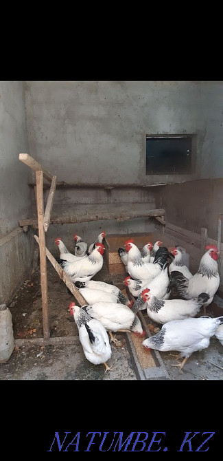 Adler adler rooster chickens  - photo 2