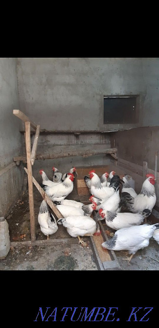 Adler adler rooster chickens  - photo 1