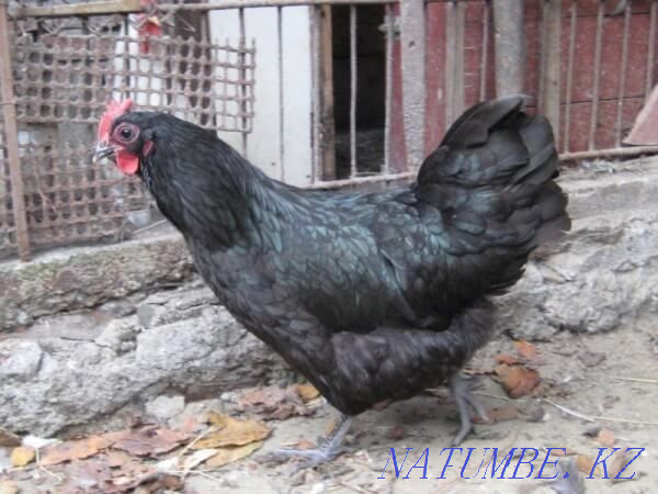 Black chickens on healing rituals  - photo 1