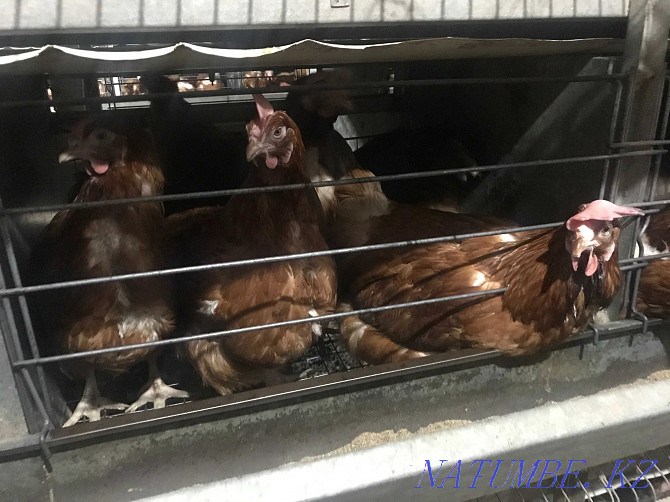 Laying hens wholesale Hisex Brown. Delivery in the city is free!  - photo 1