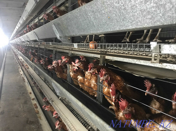 Laying hens wholesale Hisex Brown. Delivery in the city is free!  - photo 4