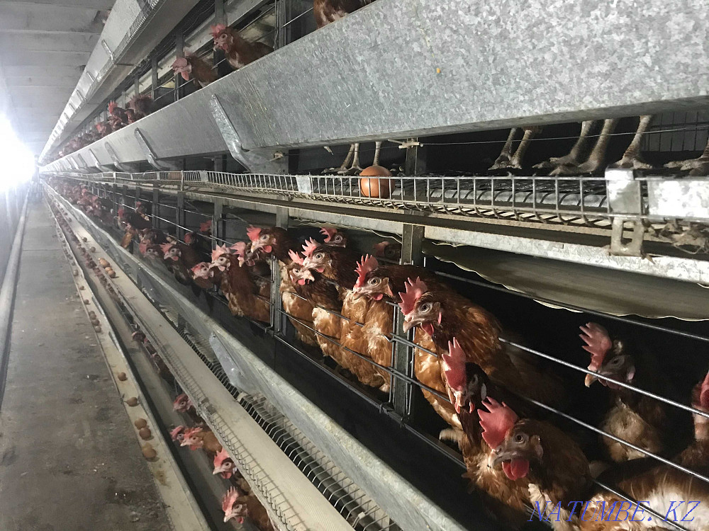 Laying hens wholesale Hisex Brown. Delivery in the city is free!  - photo 4