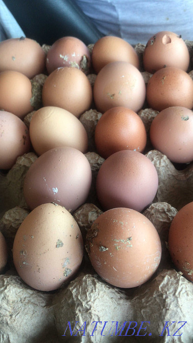 Laying hens wholesale Hisex Brown. Delivery in the city is free!  - photo 2