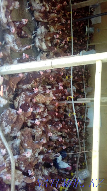Laying hens wholesale Hisex Brown. Delivery in the city is free!  - photo 3