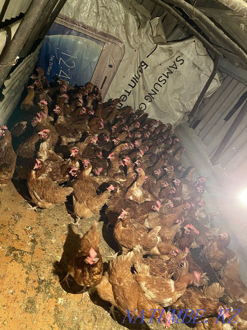 Laying hens for sale  - photo 1