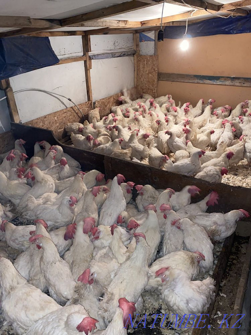 Laying hens for sale  - photo 3