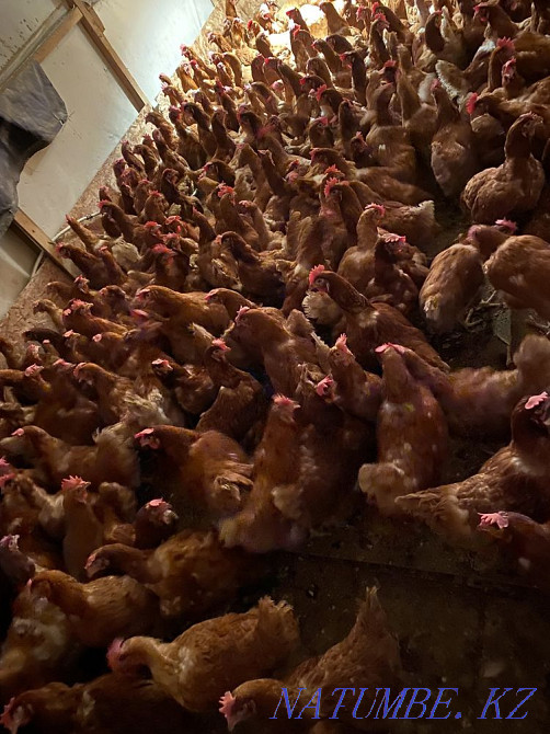 Laying hens for sale  - photo 2