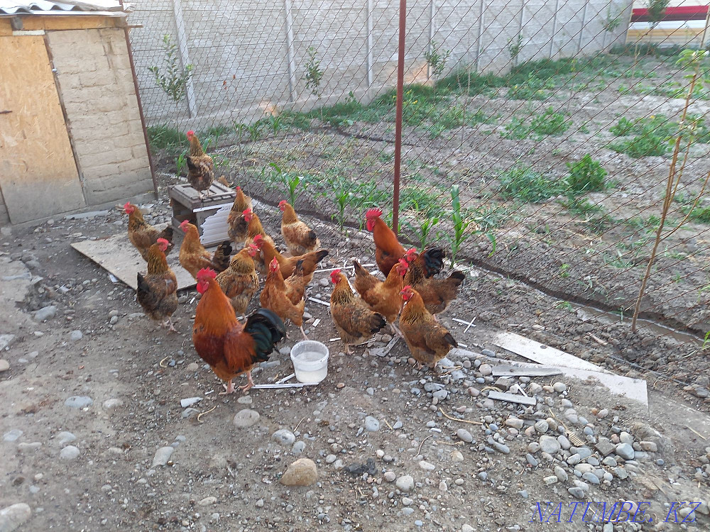 Kuchinsky Jubilee Kurei (tauyk)  - photo 3