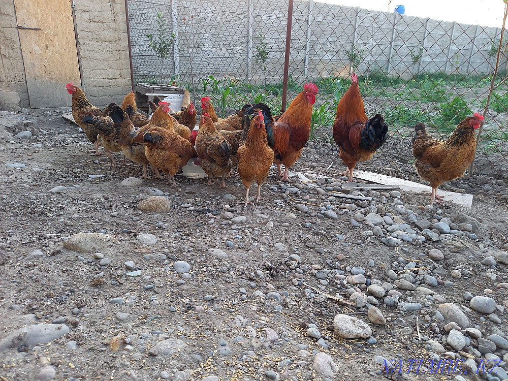 Kuchinsky Jubilee Kurei (tauyk)  - photo 4