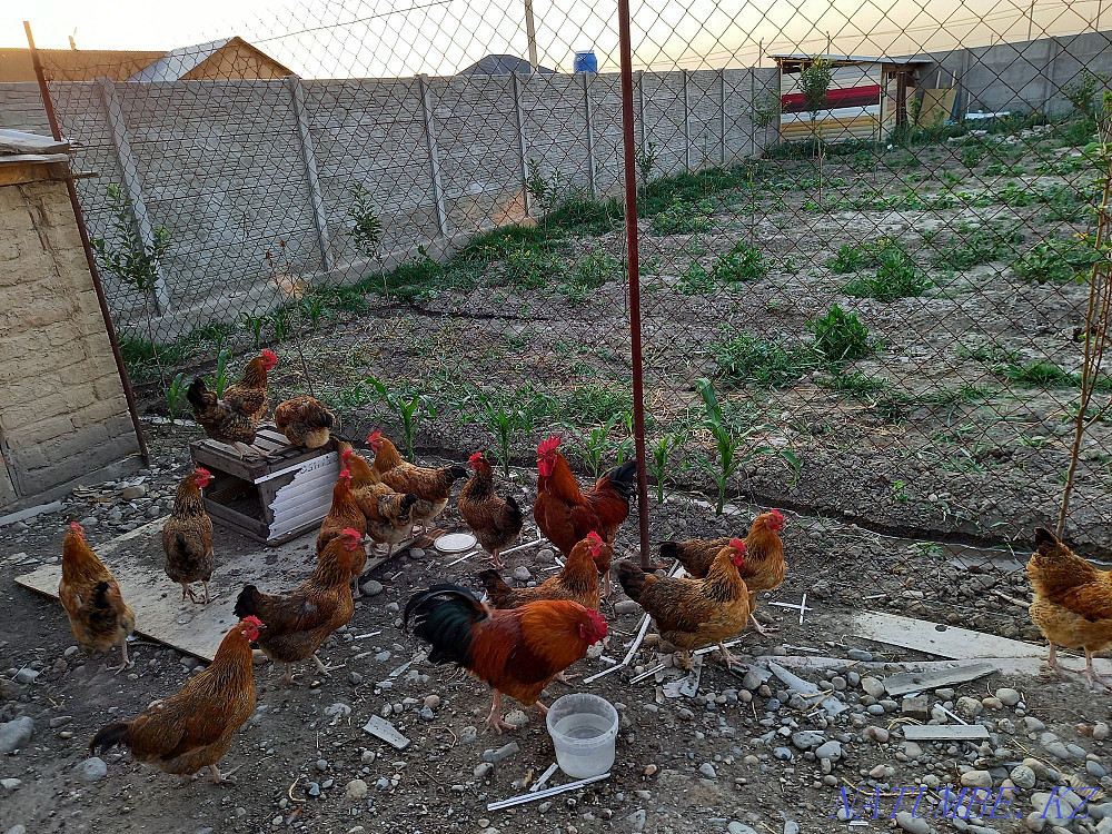 Kuchinsky Jubilee Kurei (tauyk)  - photo 2