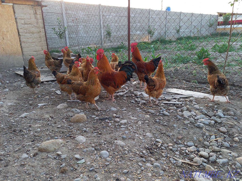 Kuchinsky Jubilee Kurei (tauyk)  - photo 1