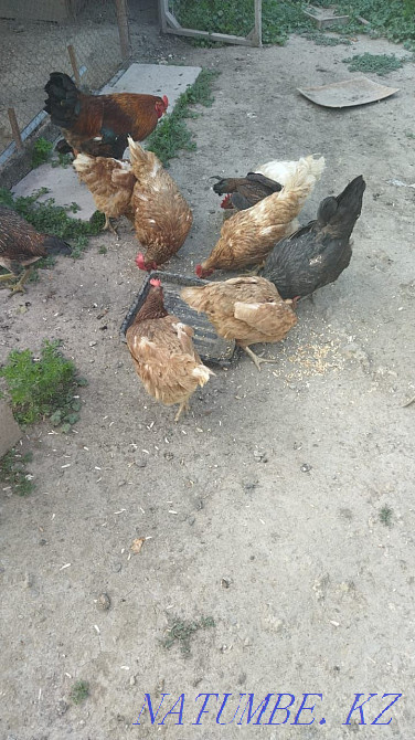 I will sell chickens 8 pieces  - photo 1