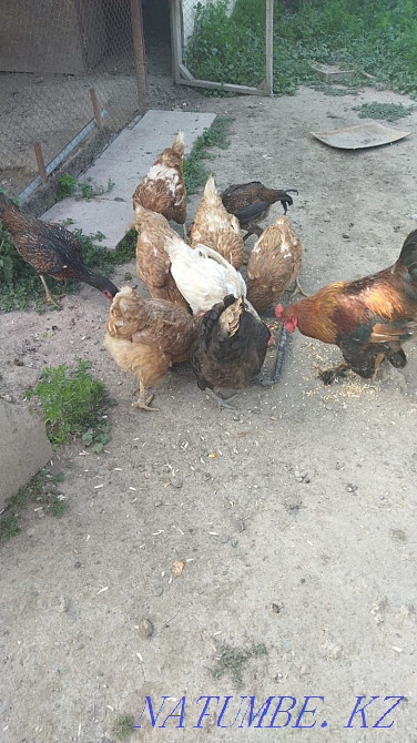 I will sell chickens 8 pieces  - photo 3
