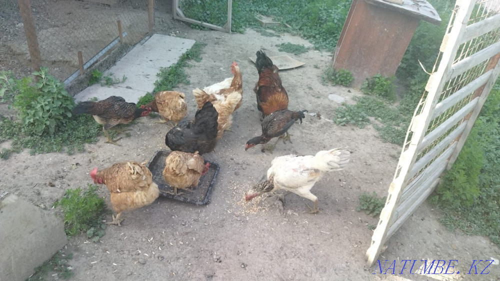 I will sell chickens 8 pieces  - photo 2