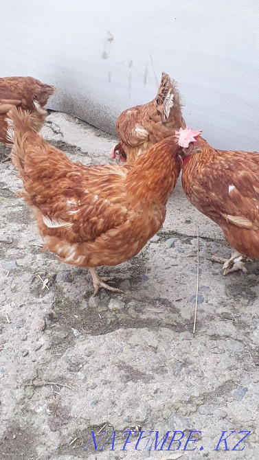 Sell laying hens  - photo 3