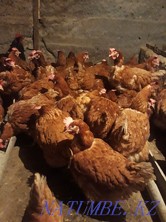 Sell laying hens  - photo 2